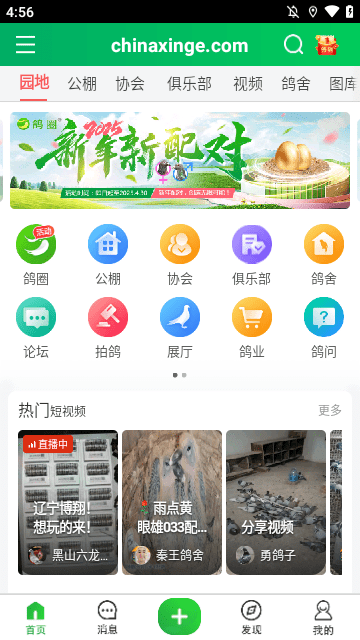 中国信鸽信息网