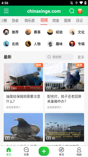 中国信鸽信息网APP