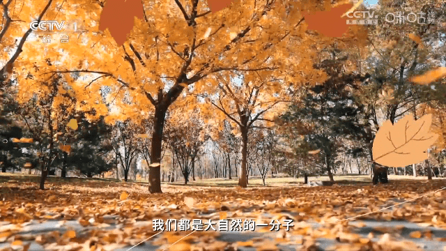 素弦直播TV电视版